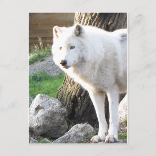 Carte Postale Esprit de loup albinos blanc - Cadeaux theriens (Devant)