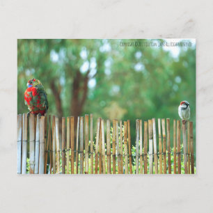 Carte Postale Esprits différents