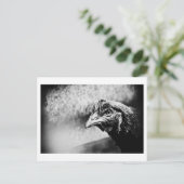 Carte Postale esprits et poulets (Debout devant)