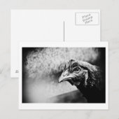 Carte Postale esprits et poulets (Devant / Derrière)