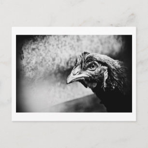 Carte Postale esprits et poulets