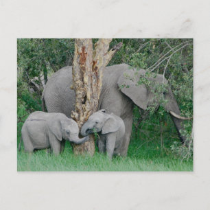 Carte Postale Esprits Kindred (2)