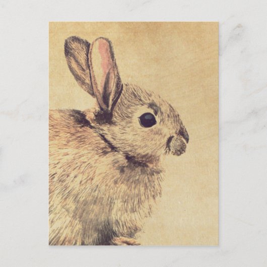 Carte postale Esquisse d'aquarelle de lapin commun (Devant)