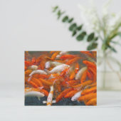 Carte Postale Essai de poisson d'or (Debout devant)