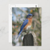 Carte postale Est Bluebird Homme (Devant / Derrière)