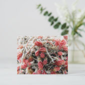 Carte Postale Estancia Christina, Argentine, Mata Guanaco (Debout devant)