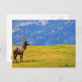 Carte Postale Estes Park Colorado (Devant / Derrière)