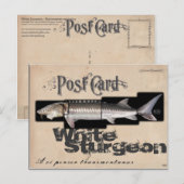 Carte Postale Esturgeon Blanc - Illusionenser Antique (Devant / Derrière)