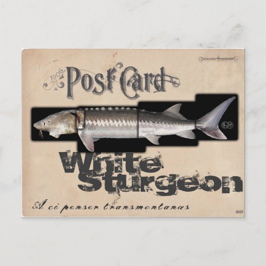 Carte Postale Esturgeon Blanc - Illusionenser Antique (Devant)