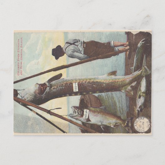Carte postale Esturgeon & Saumon Catch (Devant)