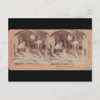 Carte postale esturgeon - StéréoType Russie