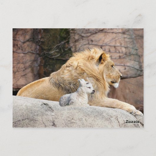 Carte Postale Et le lion se couchera avec l'agneau (Dos)
