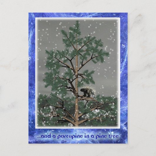 Carte Postale Et Une Porcupine Dans Un Pin Tree (Devant)