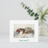 Carte Postale Étagère avec animaux farcis (Debout devant)