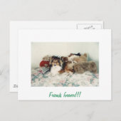 Carte Postale Étagère avec animaux farcis (Devant / Derrière)