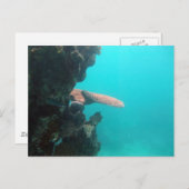 Carte Postale Étagère de corail (Devant / Derrière)