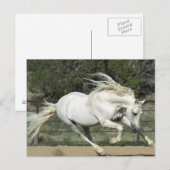 Carte Postale Étalon andalou en course, PR (Devant / Derrière)
