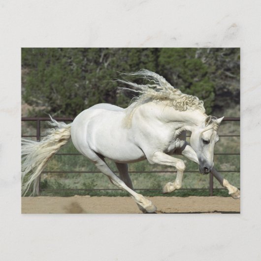Carte Postale Étalon andalou en course, PR (Devant)