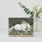 Carte Postale Étalon andalou en course, PR (Debout devant)