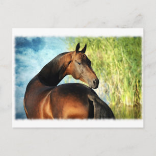 Carte Postale étalon d'Akhal-teke