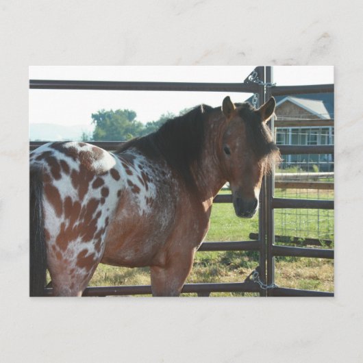 Carte Postale Étalon d'Appaloosa miniature (Devant)