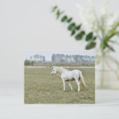 Carte Postale étalon de Camargue (Debout devant)
