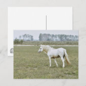 Carte Postale étalon de Camargue (Devant / Derrière)