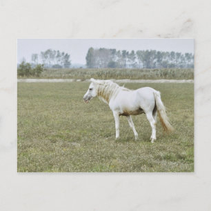 Carte Postale étalon de Camargue