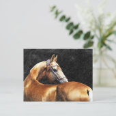 Carte Postale étalon de Palomino Akhal-teke (Debout devant)