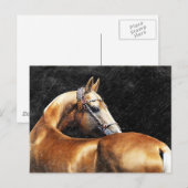 Carte Postale étalon de Palomino Akhal-teke (Devant / Derrière)