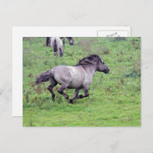 carte postale étalon sauvage (Devant / Derrière)