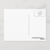 carte postale étalon sauvage (Dos)