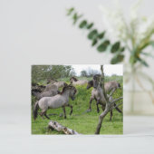 carte postale étalons de combat (Debout devant)