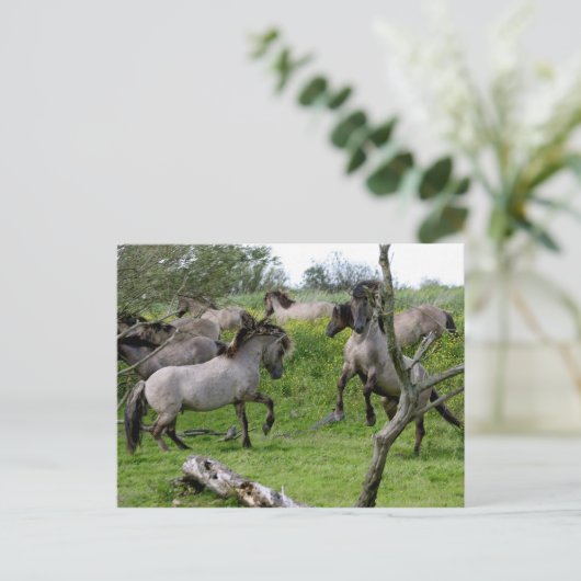 carte postale étalons de combat (Debout devant)