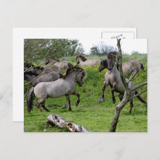 carte postale étalons de combat (Devant / Derrière)