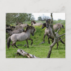 carte postale étalons de combat