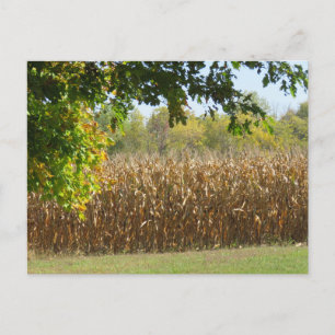 Carte Postale Étalons de maïs en champ Prêt pour la récolte