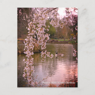 Carte Postale Étang au RHS Wisley, Angleterre