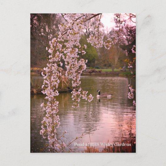 Carte Postale Étang au RHS Wisley, Angleterre (Devant)