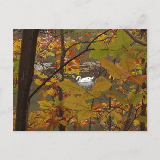 Carte Postale Étang d'automne avec cygne (Devant)