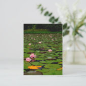 Carte Postale Etang de fleurs de lys d'eau rose (Debout devant)