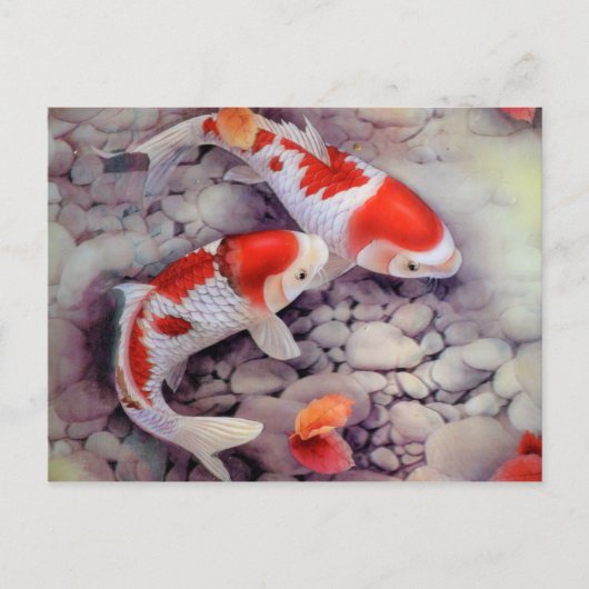 Carte Postale Étang de poissons Koi rouge et blanc (Devant)