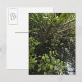 Carte Postale Etang de sel tropical (Devant / Derrière)