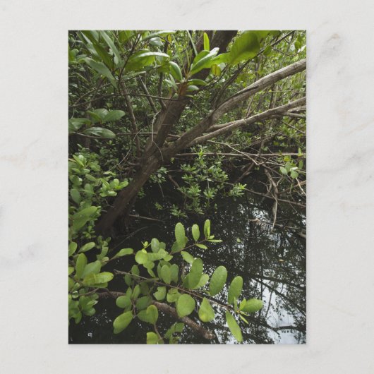Carte Postale Etang de sel tropical (Devant)