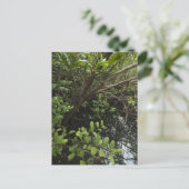 Carte Postale Etang de sel tropical (Debout devant)