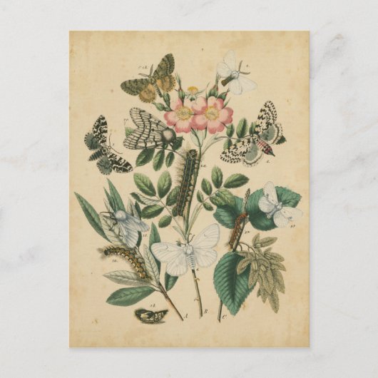 Carte Postale Étapes de la vie des papillons par Vision Studio (Devant)