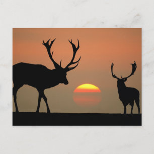 Carte Postale Etapes du coucher du soleil
