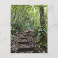 Étapes montantes sur le chemin. Forêt tropicale nu