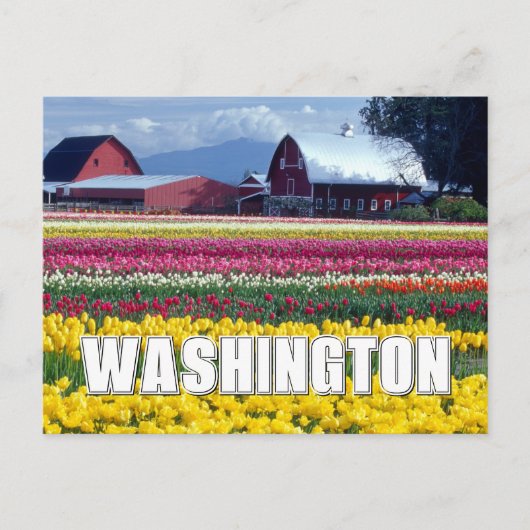 Carte Postale État de Washington | Champ de tulipe | MERCI (Devant)