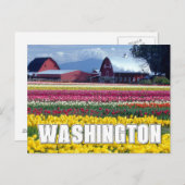 Carte Postale État de Washington | Champ de tulipes (Devant / Derrière)